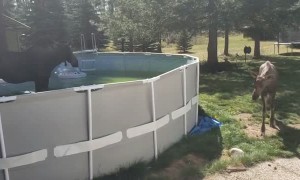 Beautiful Moose in Their Backyard