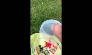 Bird is Rescued and Released