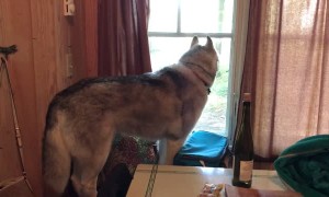 Stubborn husky protests when the family vacation is over