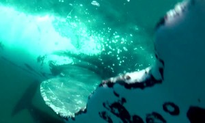 Humpback whale bumps into free diver's camera