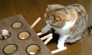 Cat is a total pro at Whack-A-Mole game