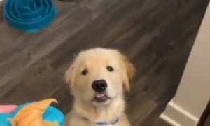 Puppy can't contain excitement for peanut butter treat