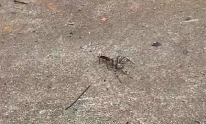 Insect Makes Big Spider its Prey