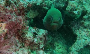 Freedive with a Fifteen Foot Moray Eel