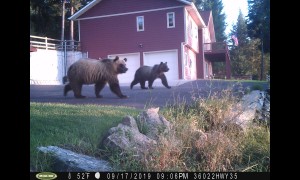 Three Grizzly Bears in the Backyard
