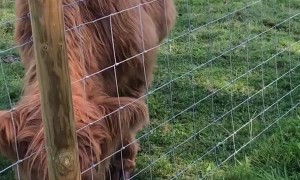 French Bulldog Has Fun in a Field
