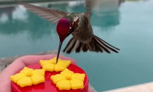 Hummingbird Scratches an Itch