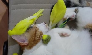 Cat Cuddles a Bunch of Birds