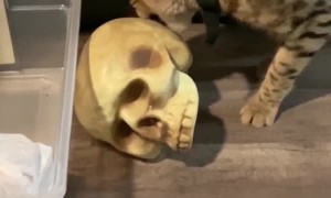 Savannah Cat Plays with Skull