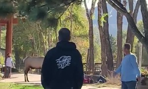 Bull Elk Charges People in National Park