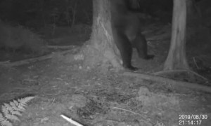 Bear with Itchy Backside