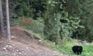 Mountain Bike Jumps Bear
