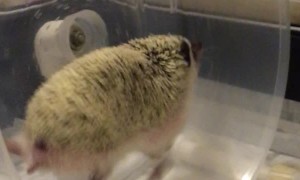 Hedgehog Can Really Run