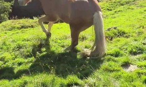 Horse Takes a Tumble