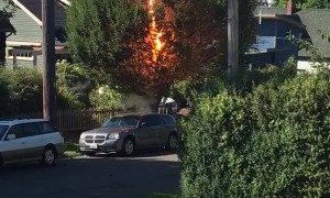 Power Line Turns Tree into Fuse