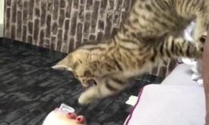 Kitty Meows for Morning Coffee