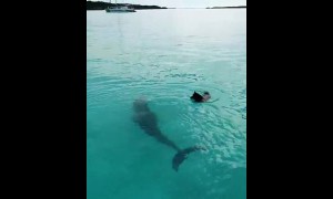 Dolphin and dog incredibly play in the water together