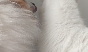 Doggo Licks Kitty's Face Clean