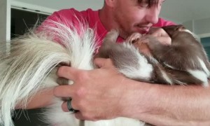 Skunk Falls Asleep like a Baby