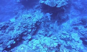 Shark Circles Around Scuba Divers