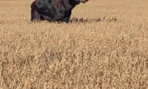 Moose Frolics Through a Field