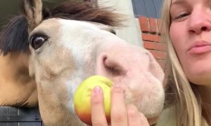 Human and Horse Sharing a Snack