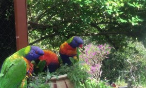 Lorikeets Mesmerized by Mirror