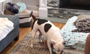 Excited pup opens up his birthday presents
