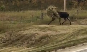 Canadian Moose Wears Camouflage
