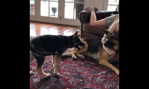 Playful puppy humorously irritates older German Shepherd