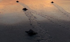 Bale of Baby Sea Turtles Flap Towards the Ocean