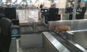 Fox Trots Around Russian Airport