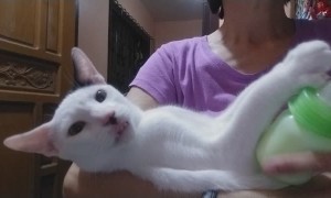 Cat Hits the Bottle Before Bed