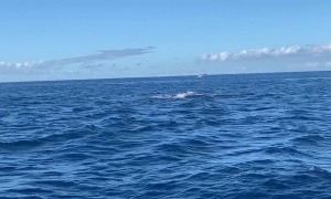 Mother and Calf Whales Breach Together