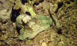 Octopus Changes Its Colors