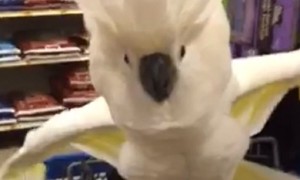 Cockatoo ends up being a very difficult shopping partner
