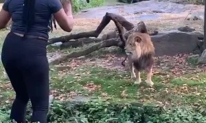 Woman Enters Lions Enclosure