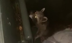 Raccoon Makes a Ruckus in the Rubbish