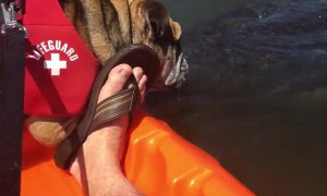 Dog shares adorable smooches with wild manatee