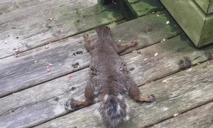 Squirrel Lays Down to Keep Cool
