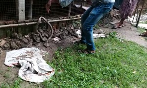 Cobra Caught in Fence is Freed