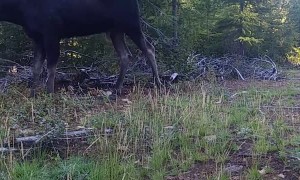 Bull Moose Mosies By in Montana
