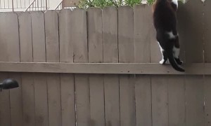 Sneaky Cat Scales Fence