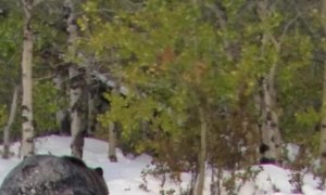 Grizzly Bear Unfazed by Man Recording, Trudges Onward