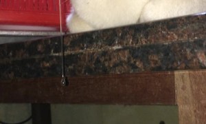 Drowsy Kitty's Drool Droops Down