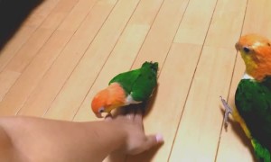 Pair of Playful Baby Parrots