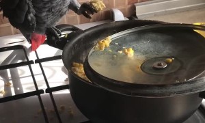 Parrot Helps Prepare Dinner