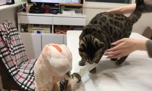 Bird Plays with Bengal Cat