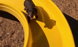 Little Legs Work Hard to Climb Slide