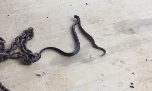 Blue Indigo Snake Makes Meal of Rattlesnake